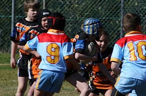 De La Salle Vs Yarrawarra Tigers U 8B's action (Photo's : ourfooty media) 