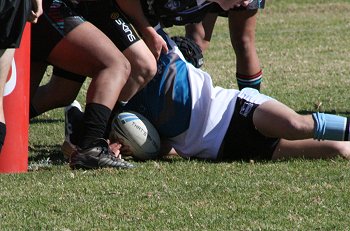 Sharks TRY (Photo : ourfooty media)